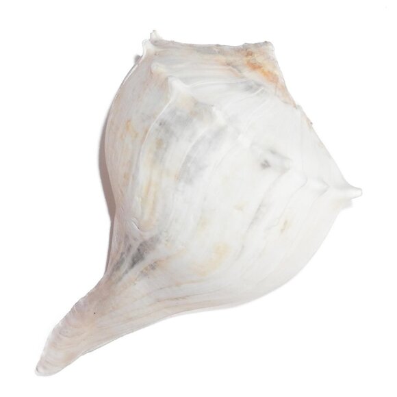 9.5" White Lightning Whelk Seashell Large Shell Ocean Swirl Point Craft Beach - Picture 1 of 12